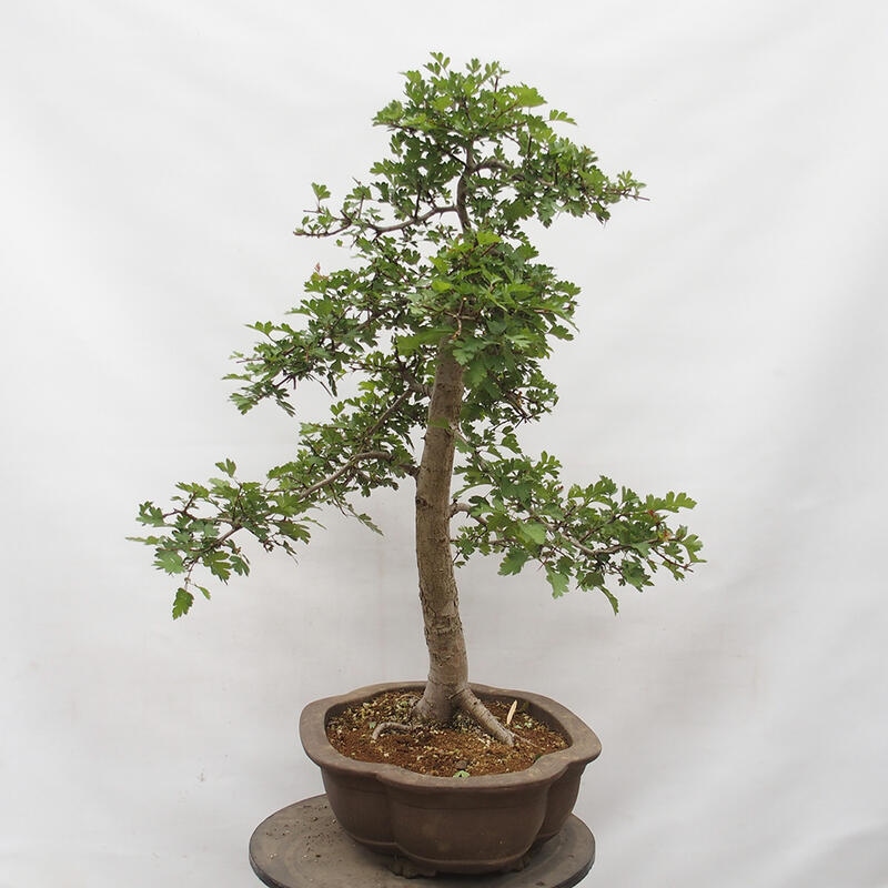 Venkovní bonsai - Hloh - Crataegus monogyna