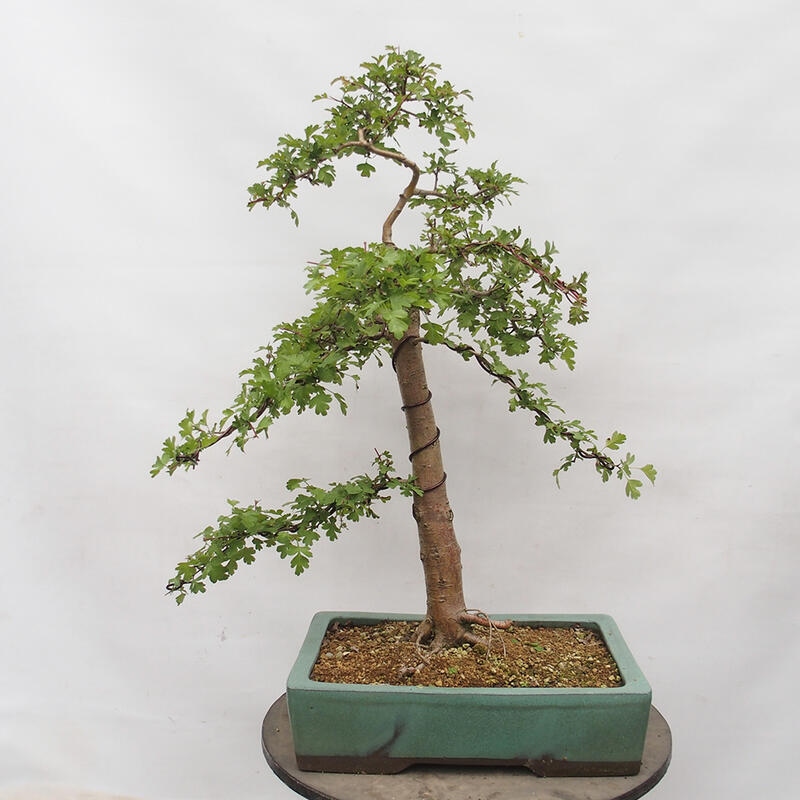 Venkovní bonsai - Hloh - Crataegus monogyna