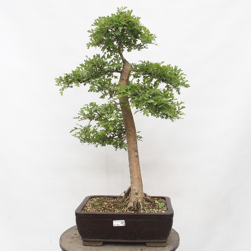 Venkovní bonsai - Hloh - Crataegus monogyna