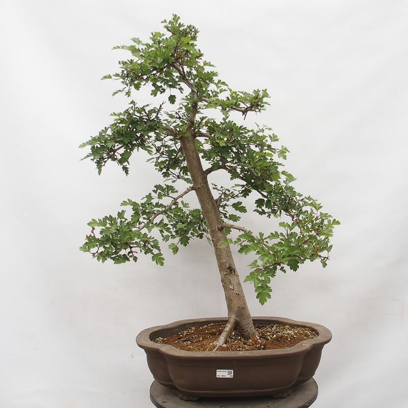 Venkovní bonsai - Hloh - Crataegus monogyna