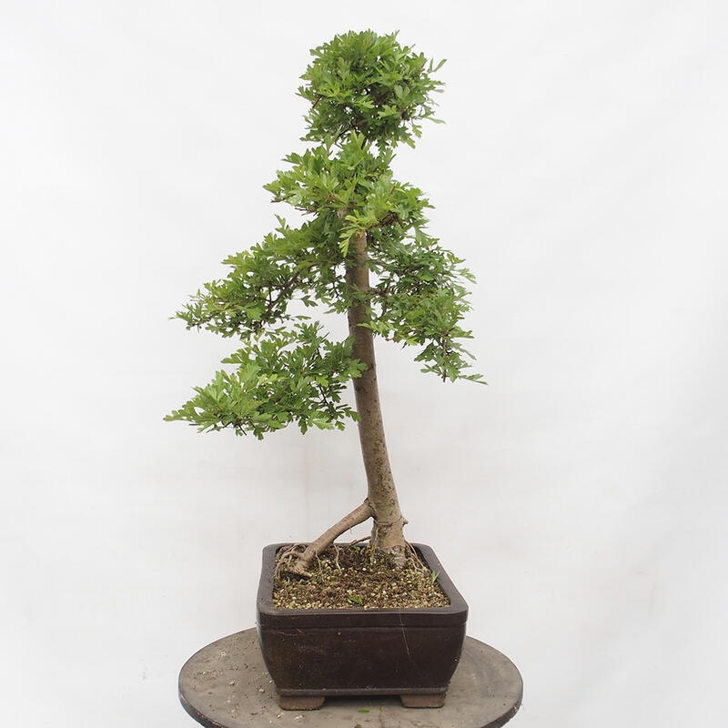 Venkovní bonsai - Hloh - Crataegus monogyna