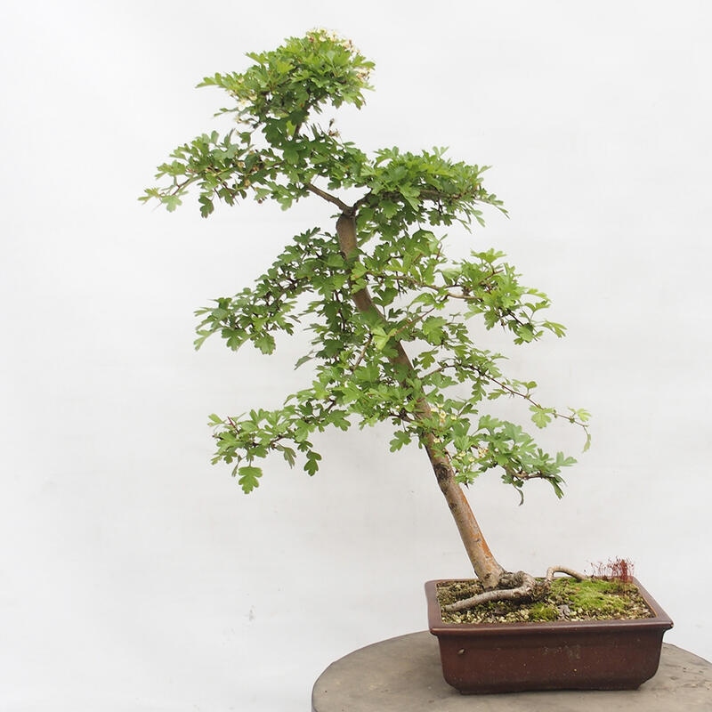 Venkovní bonsai - Hloh - Crataegus monogyna