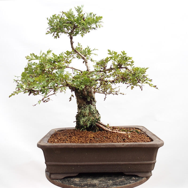 Venkovní bonsai - Hloh - Crataegus monogyna