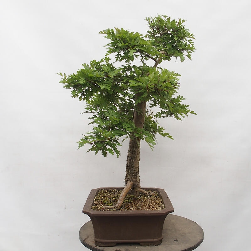 Venkovní bonsai - Hloh - Crataegus monogyna