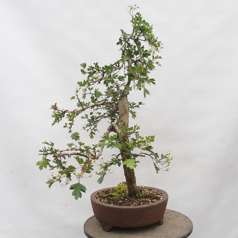 Venkovní bonsai - Hloh - Crataegus monogyna