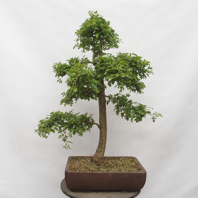 Venkovní bonsai - Hloh - Crataegus monogyna