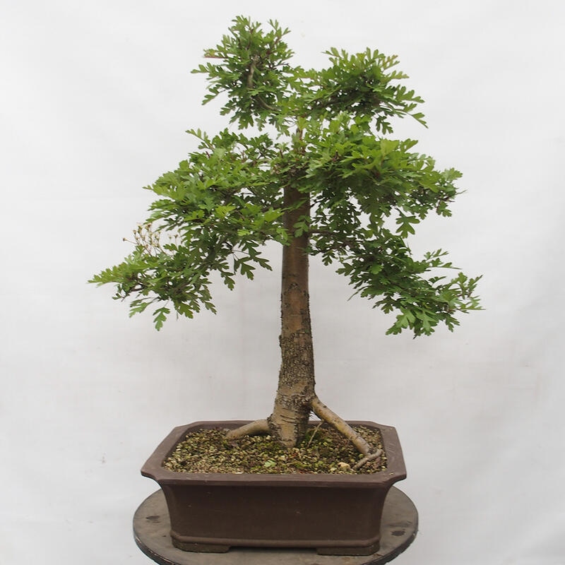 Venkovní bonsai - Hloh - Crataegus monogyna