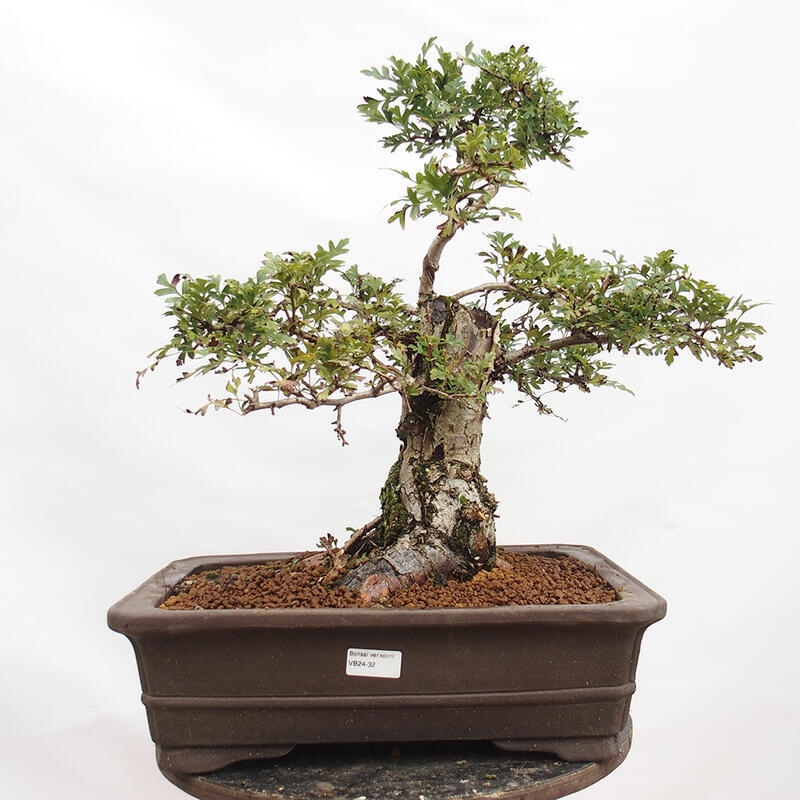 Venkovní bonsai - Hloh - Crataegus monogyna