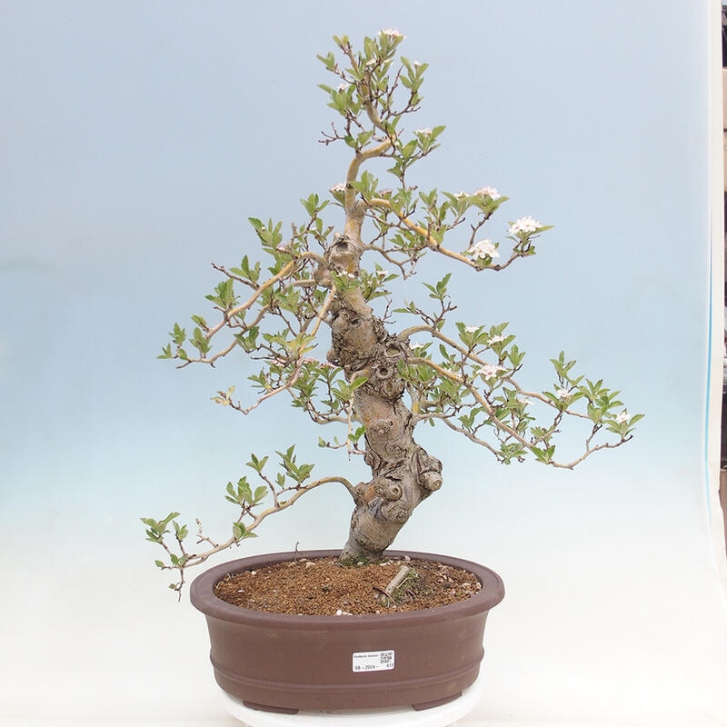 Venkovní bonsai - Hloh klínovitý - Crataegus cuneata