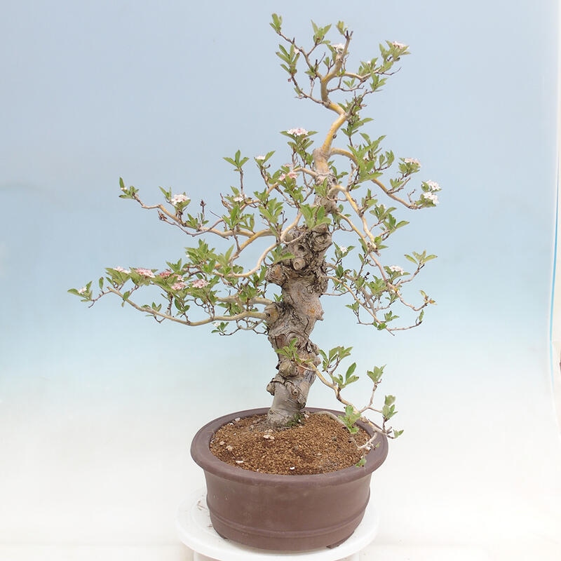 Venkovní bonsai - Hloh klínovitý - Crataegus cuneata