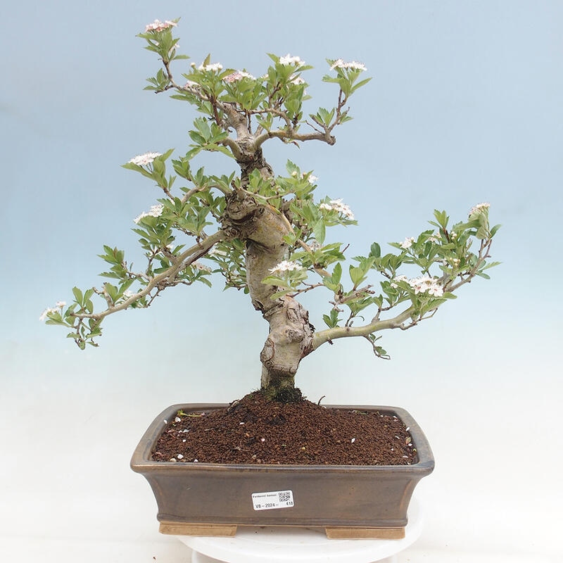 Venkovní bonsai - Hloh klínovitý - Crataegus cuneata