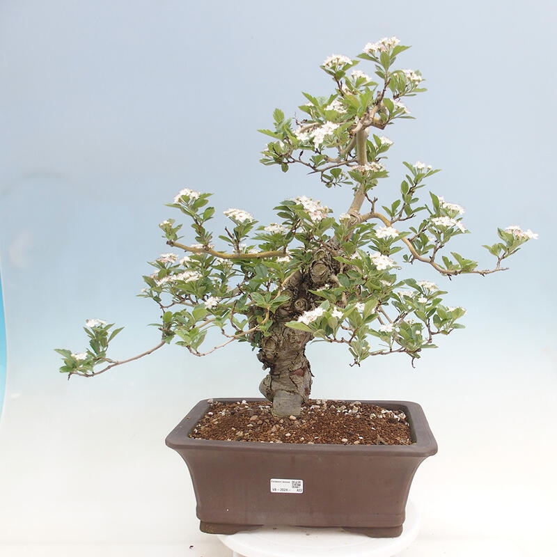 Venkovní bonsai - Hloh klínovitý - Crataegus cuneata