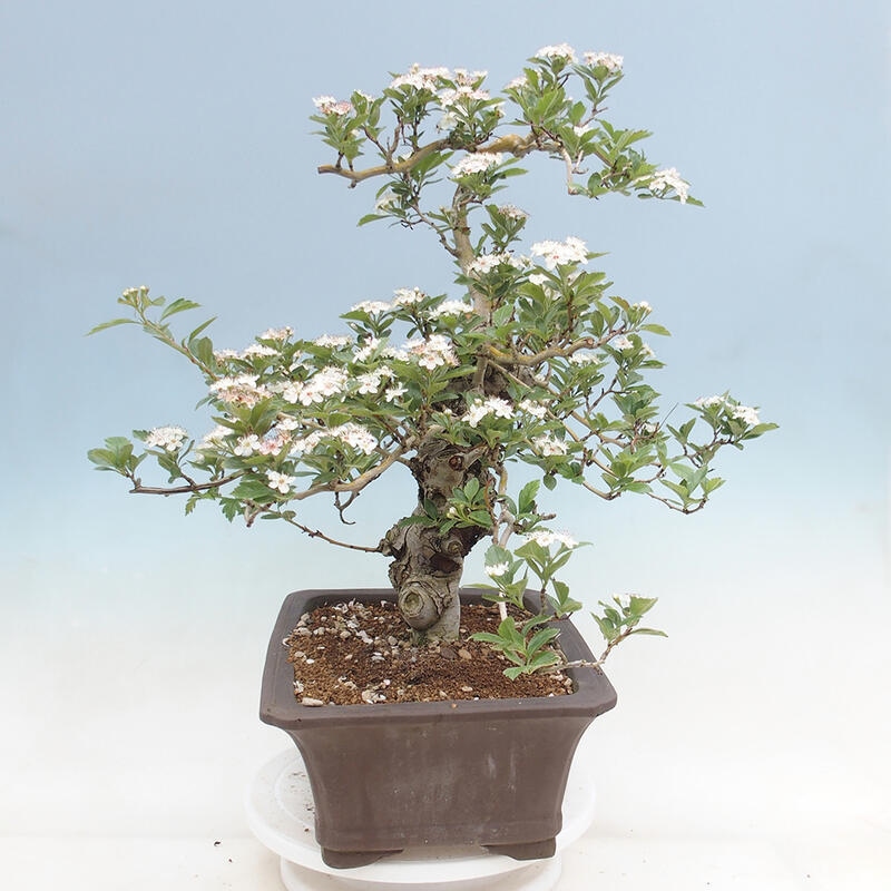 Venkovní bonsai - Hloh klínovitý - Crataegus cuneata