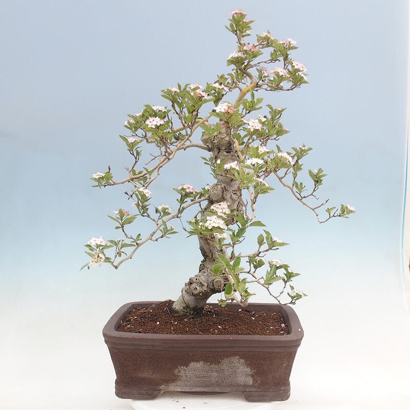 Venkovní bonsai - Hloh klínovitý - Crataegus cuneata