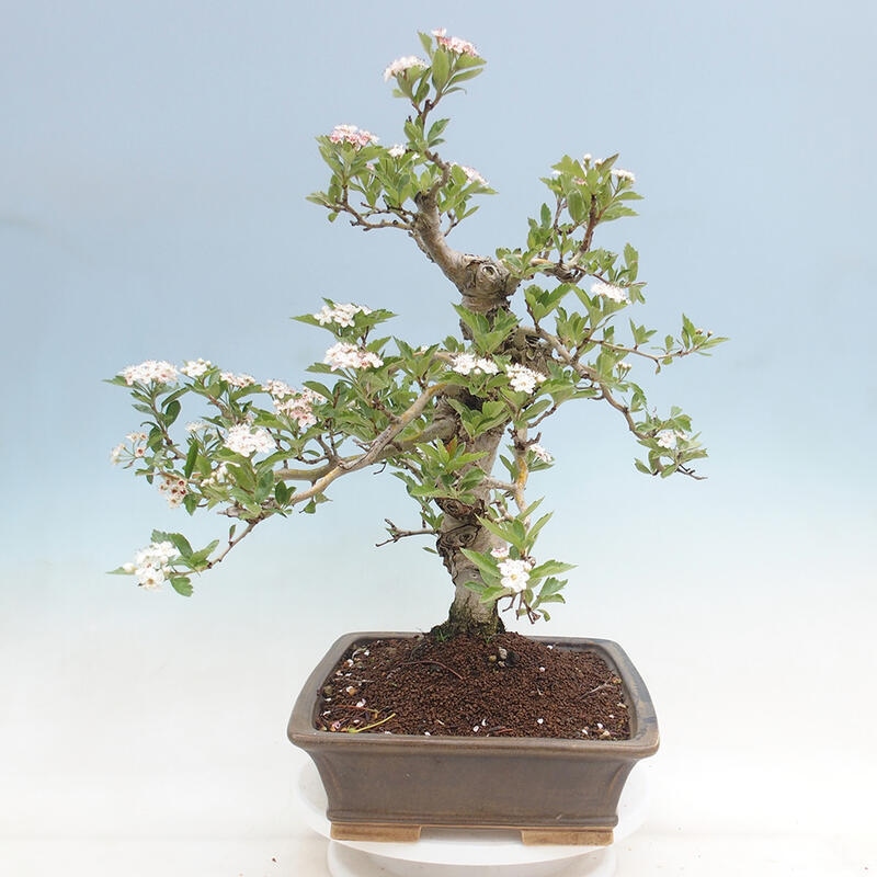 Venkovní bonsai - Hloh klínovitý - Crataegus cuneata