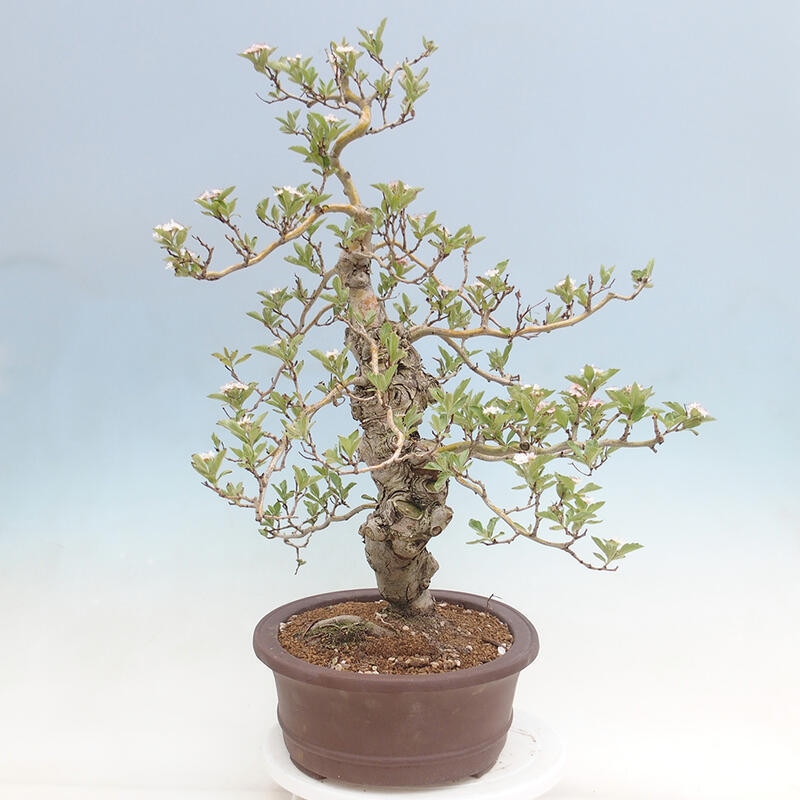 Venkovní bonsai - Hloh klínovitý - Crataegus cuneata