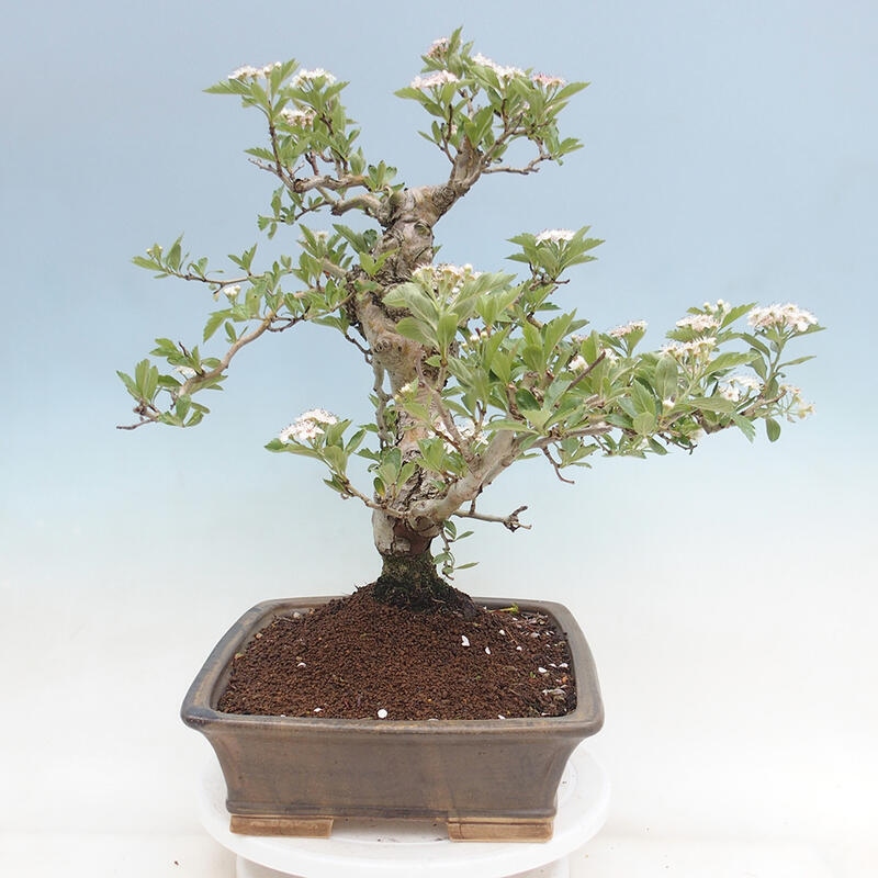 Venkovní bonsai - Hloh klínovitý - Crataegus cuneata