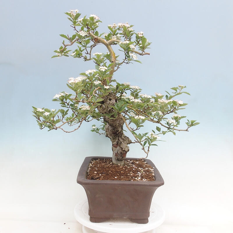 Venkovní bonsai - Hloh klínovitý - Crataegus cuneata