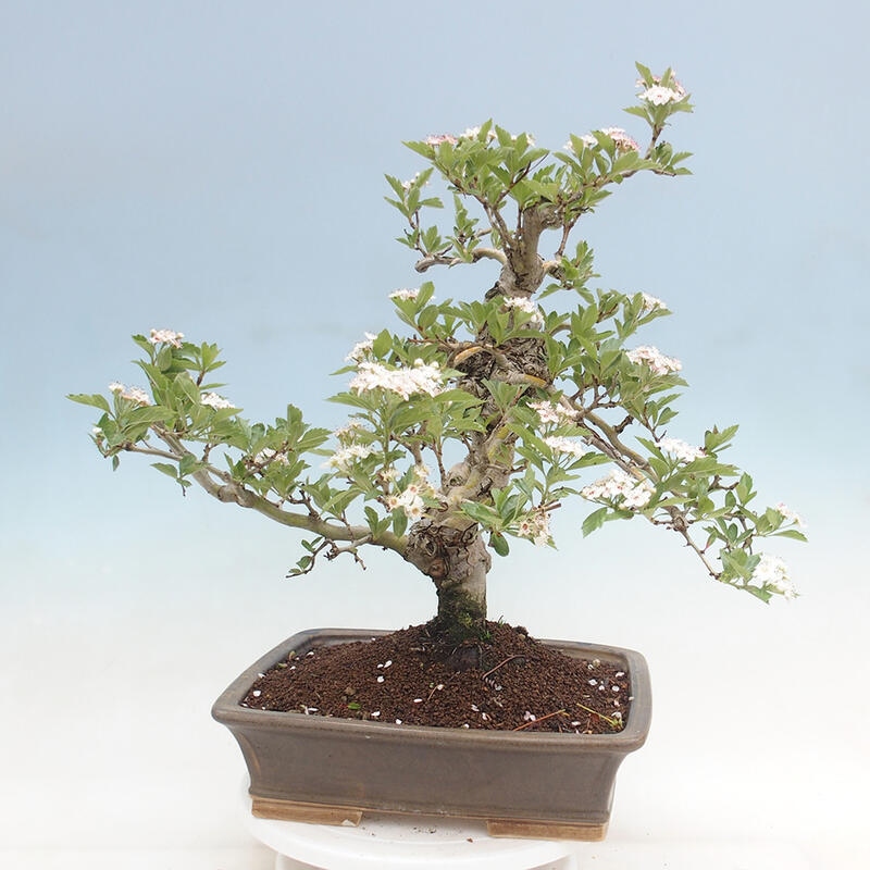 Venkovní bonsai - Hloh klínovitý - Crataegus cuneata