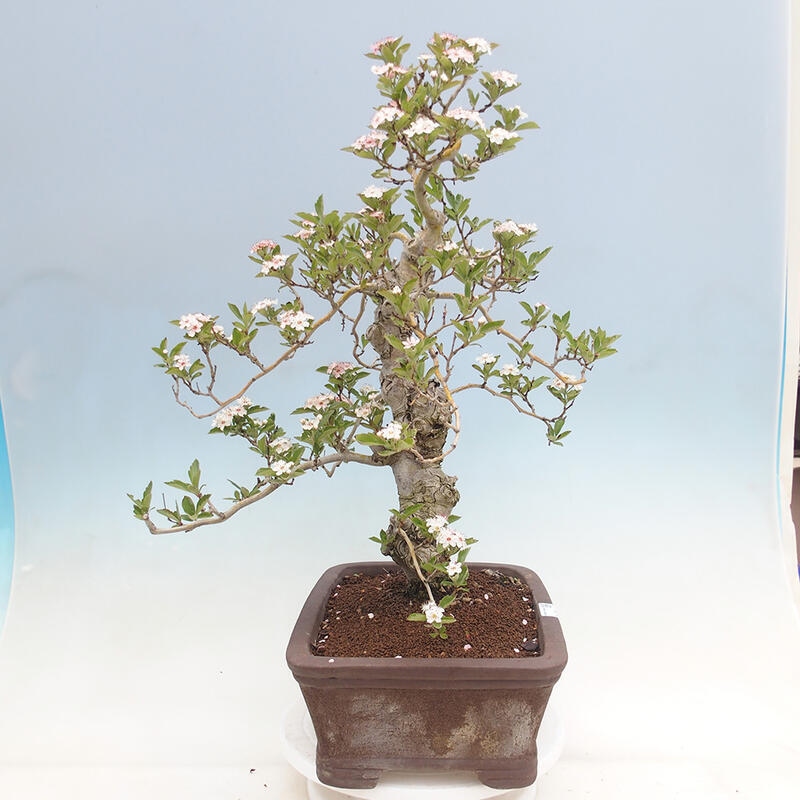 Venkovní bonsai - Hloh klínovitý - Crataegus cuneata