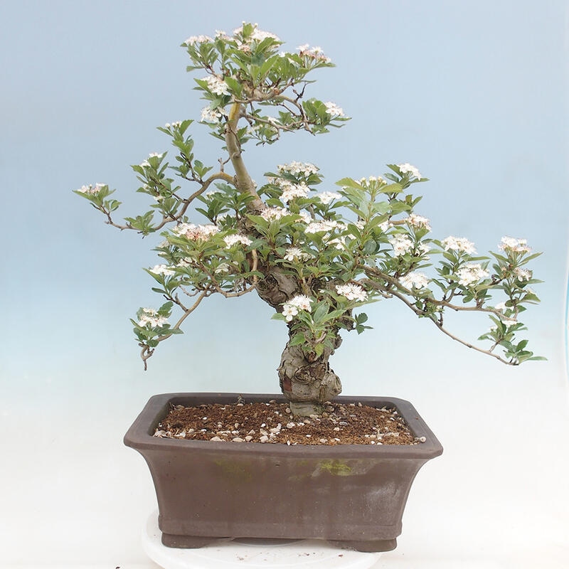 Venkovní bonsai - Hloh klínovitý - Crataegus cuneata