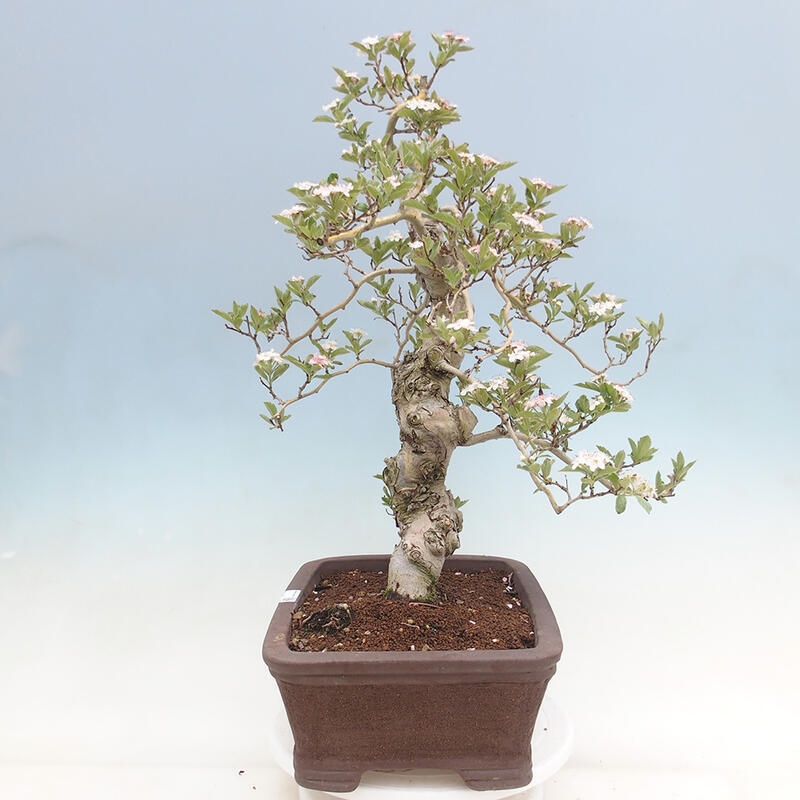 Venkovní bonsai - Hloh klínovitý - Crataegus cuneata