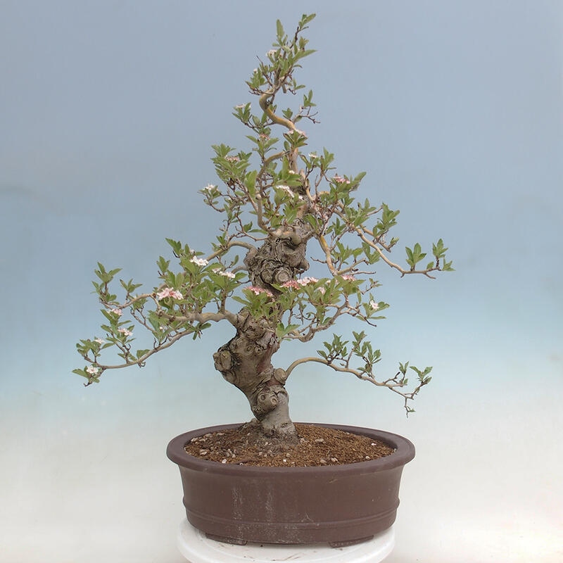 Venkovní bonsai - Hloh klínovitý - Crataegus cuneata