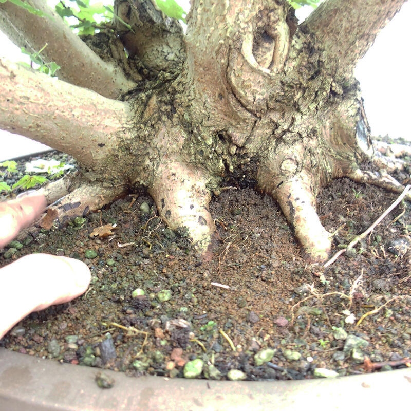 Venkovní bonsai -Javor babyka - Acer campestre