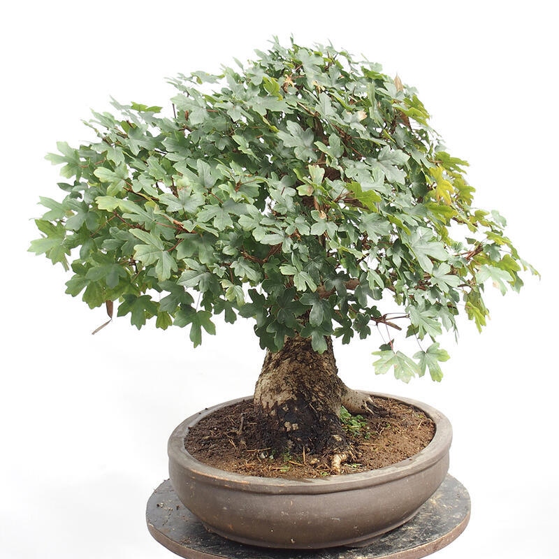 Venkovní bonsai -Javor babyka - Acer campestre