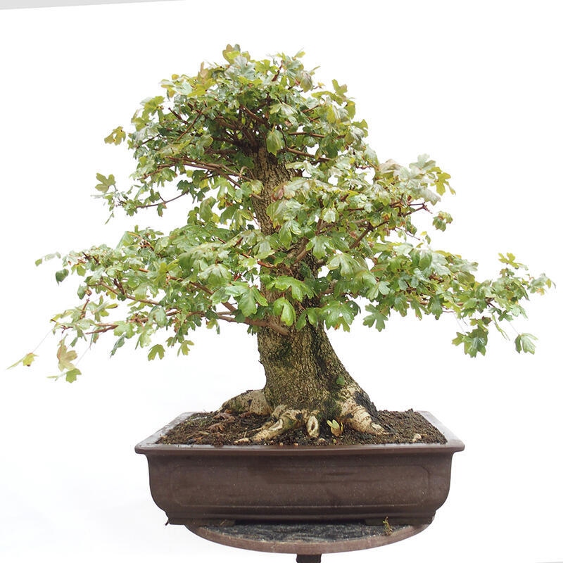 Venkovní bonsai -Javor babyka - Acer campestre