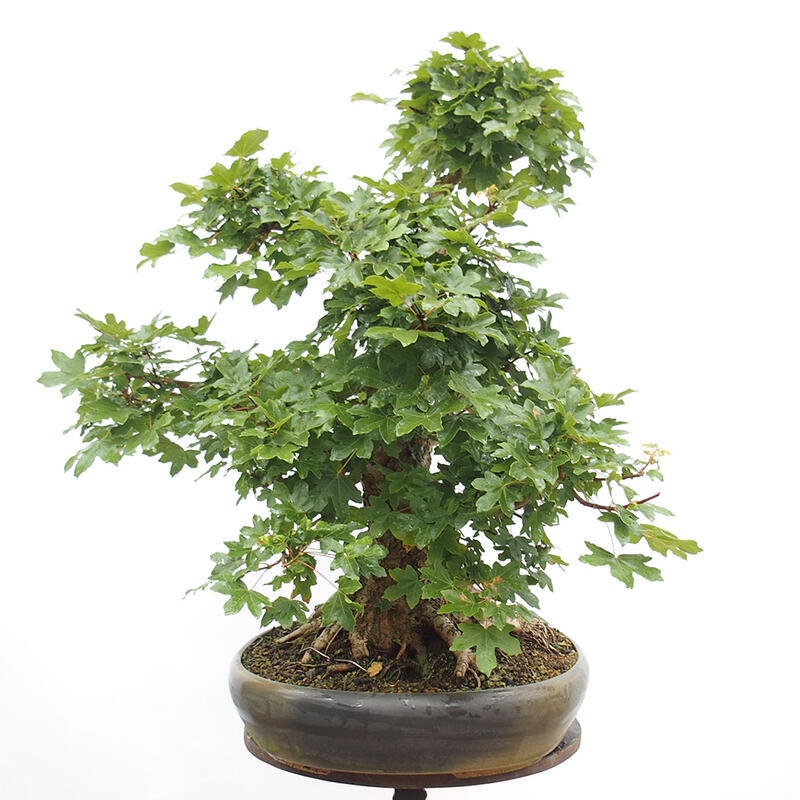 Venkovní bonsai -Javor babyka - Acer campestre