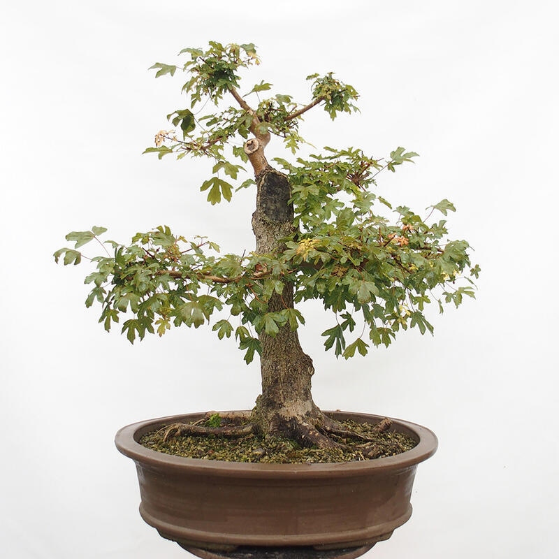 Venkovní bonsai -Javor babyka - Acer campestre