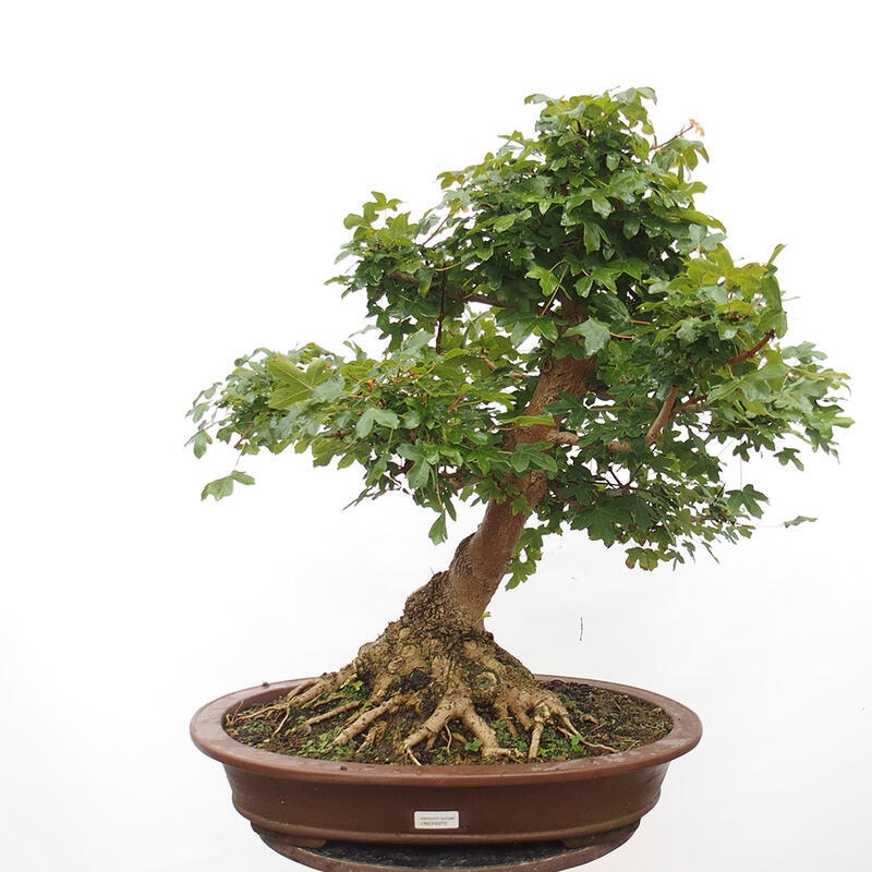 Venkovní bonsai -Javor babyka - Acer campestre