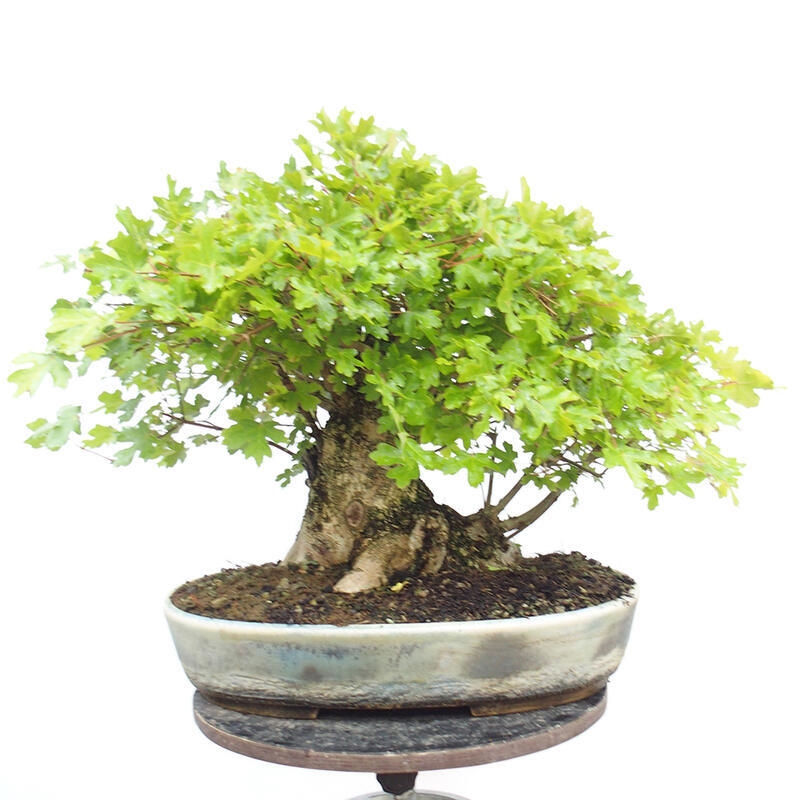 Venkovní bonsai -Javor babyka - Acer campestre