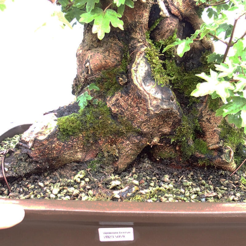 Venkovní bonsai -Javor babyka - Acer campestre