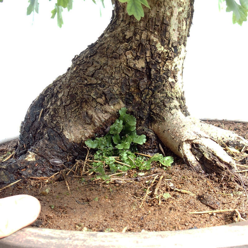 Venkovní bonsai -Javor babyka - Acer campestre