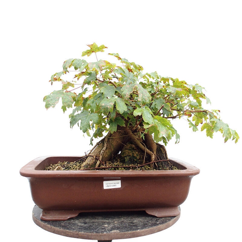 Venkovní bonsai -Javor babyka - Acer campestre