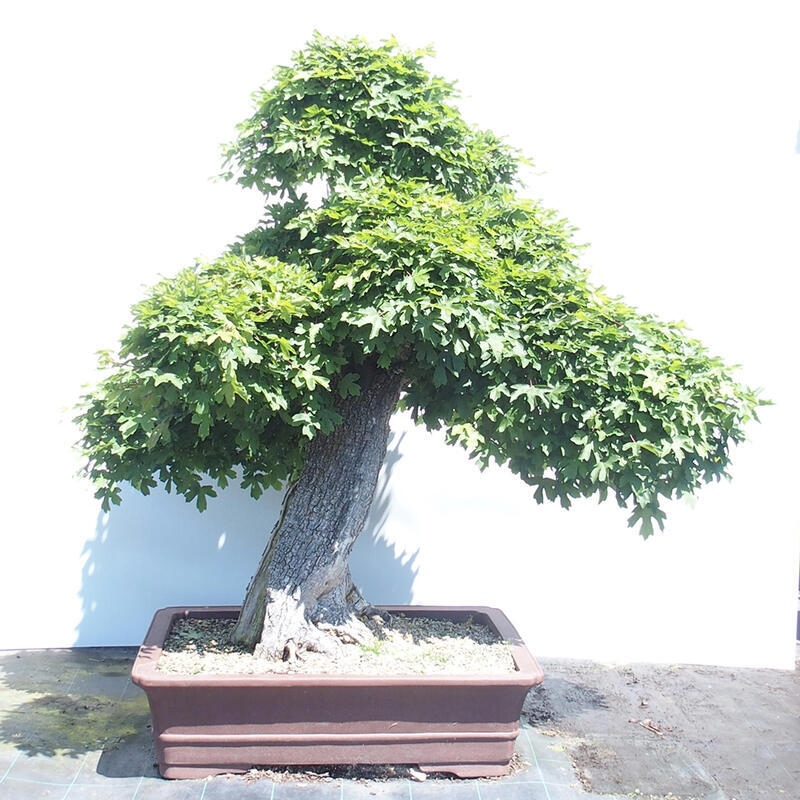 Venkovní bonsai -Javor babyka - Acer campestre