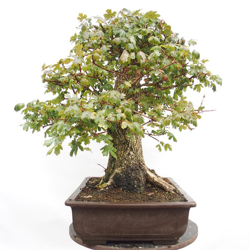 Venkovní bonsai -Javor babyka - Acer campestre