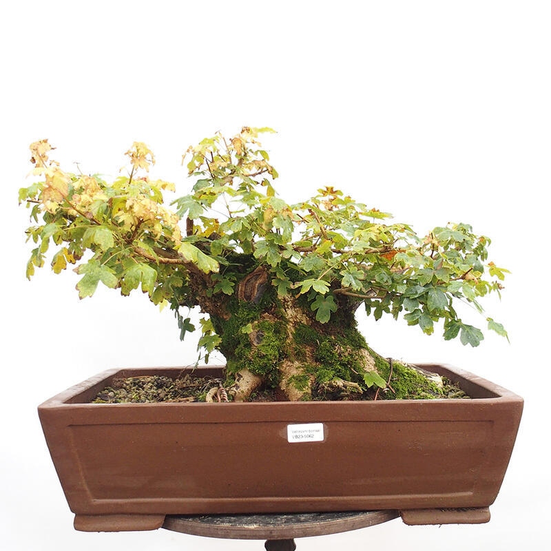 Venkovní bonsai -Javor babyka - Acer campestre