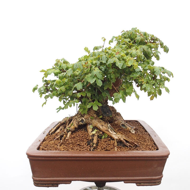 Venkovní bonsai -Javor babyka - Acer campestre