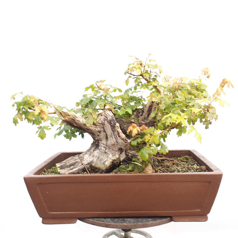 Venkovní bonsai -Javor babyka - Acer campestre