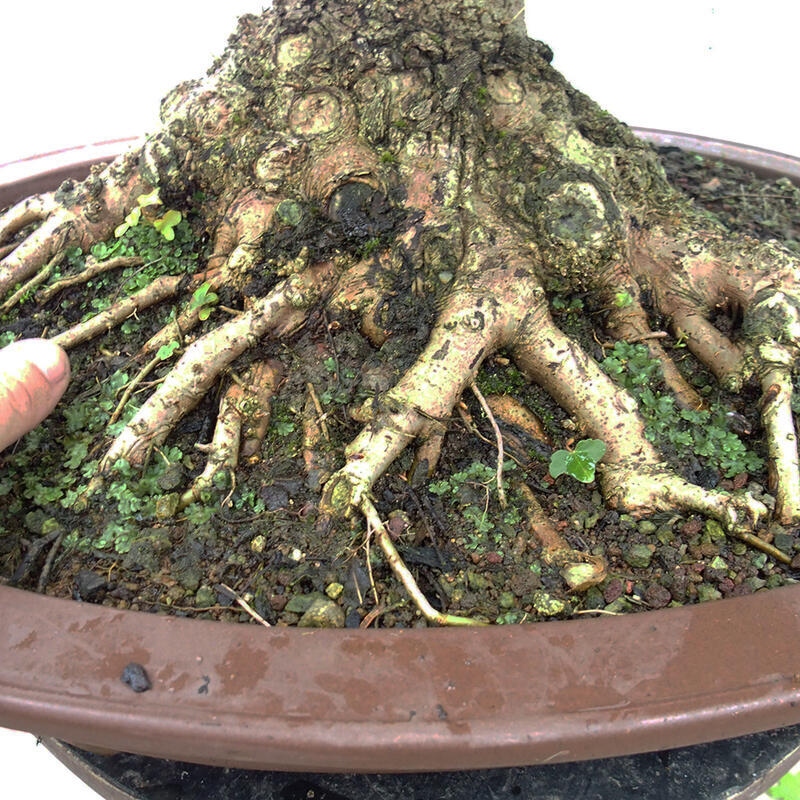 Venkovní bonsai -Javor babyka - Acer campestre