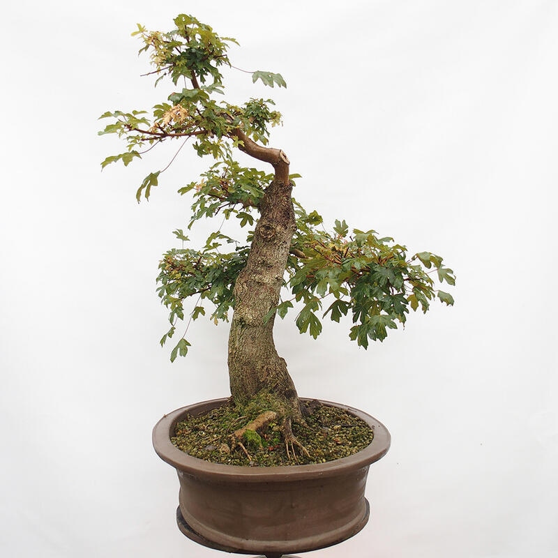 Venkovní bonsai -Javor babyka - Acer campestre