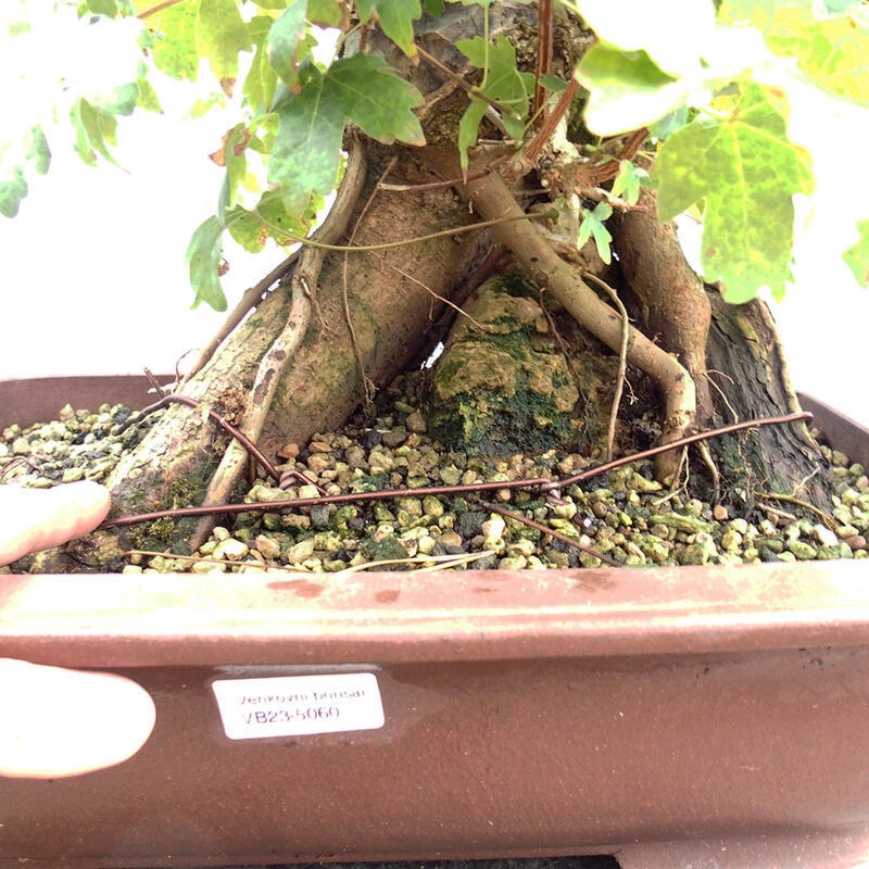 Venkovní bonsai -Javor babyka - Acer campestre