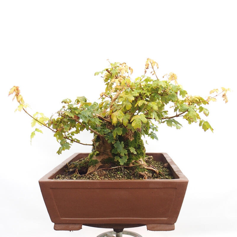 Venkovní bonsai -Javor babyka - Acer campestre