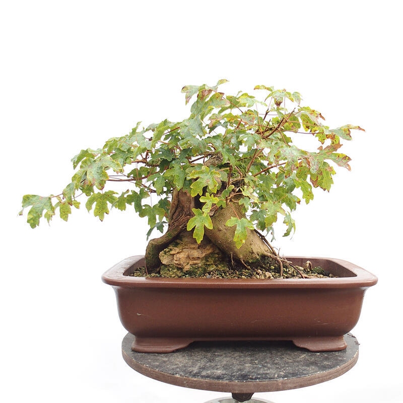 Venkovní bonsai -Javor babyka - Acer campestre