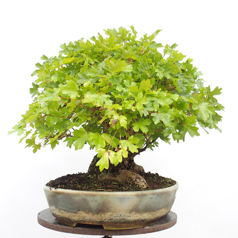 Venkovní bonsai -Javor babyka - Acer campestre