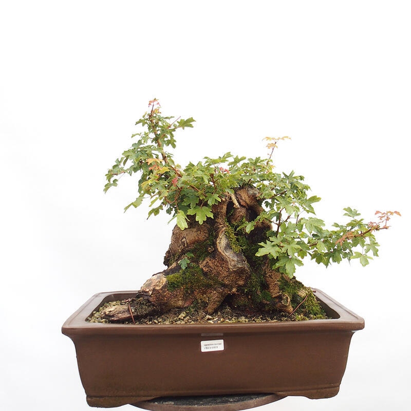 Venkovní bonsai -Javor babyka - Acer campestre