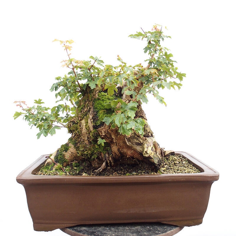 Venkovní bonsai -Javor babyka - Acer campestre